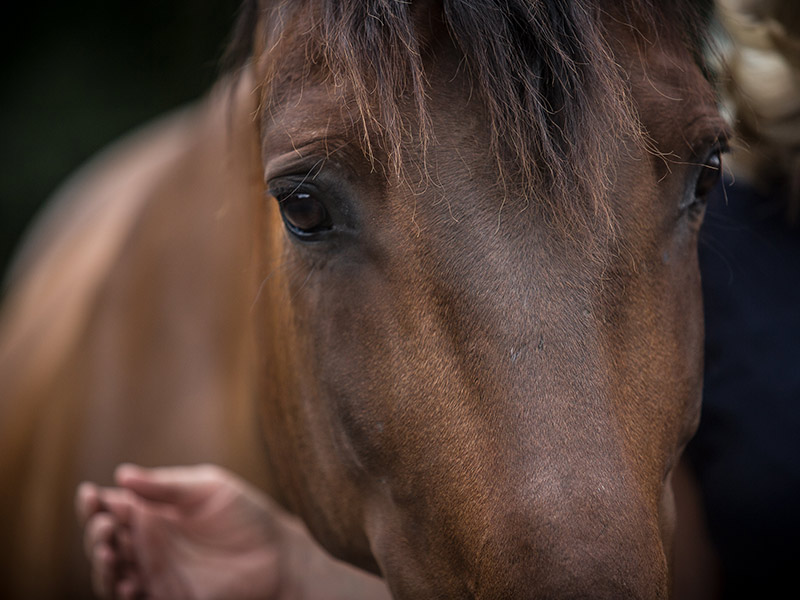 Pferdegestütztes Coaching und Angst vor Pferden, was nun?
