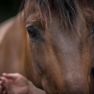 Pferdegestuetztes Coaching Und Angst Vor Pferden Was Nun